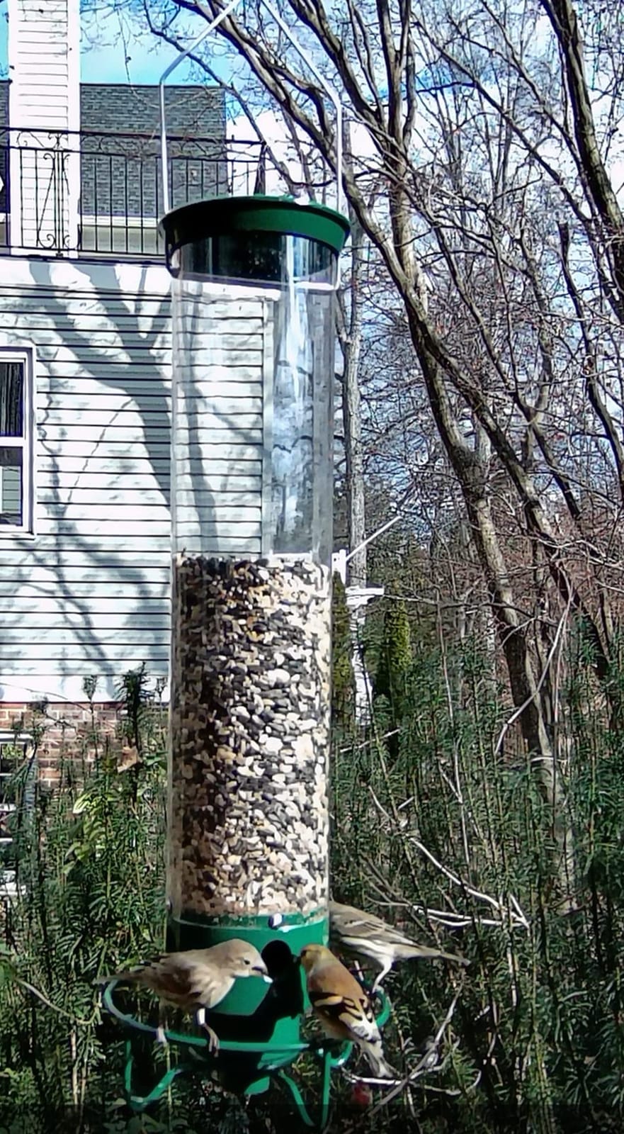 Droll Yankees Squirrel Proof Bird Feeder for Outdoors, 5 lb Seed Capacity customer photo 2