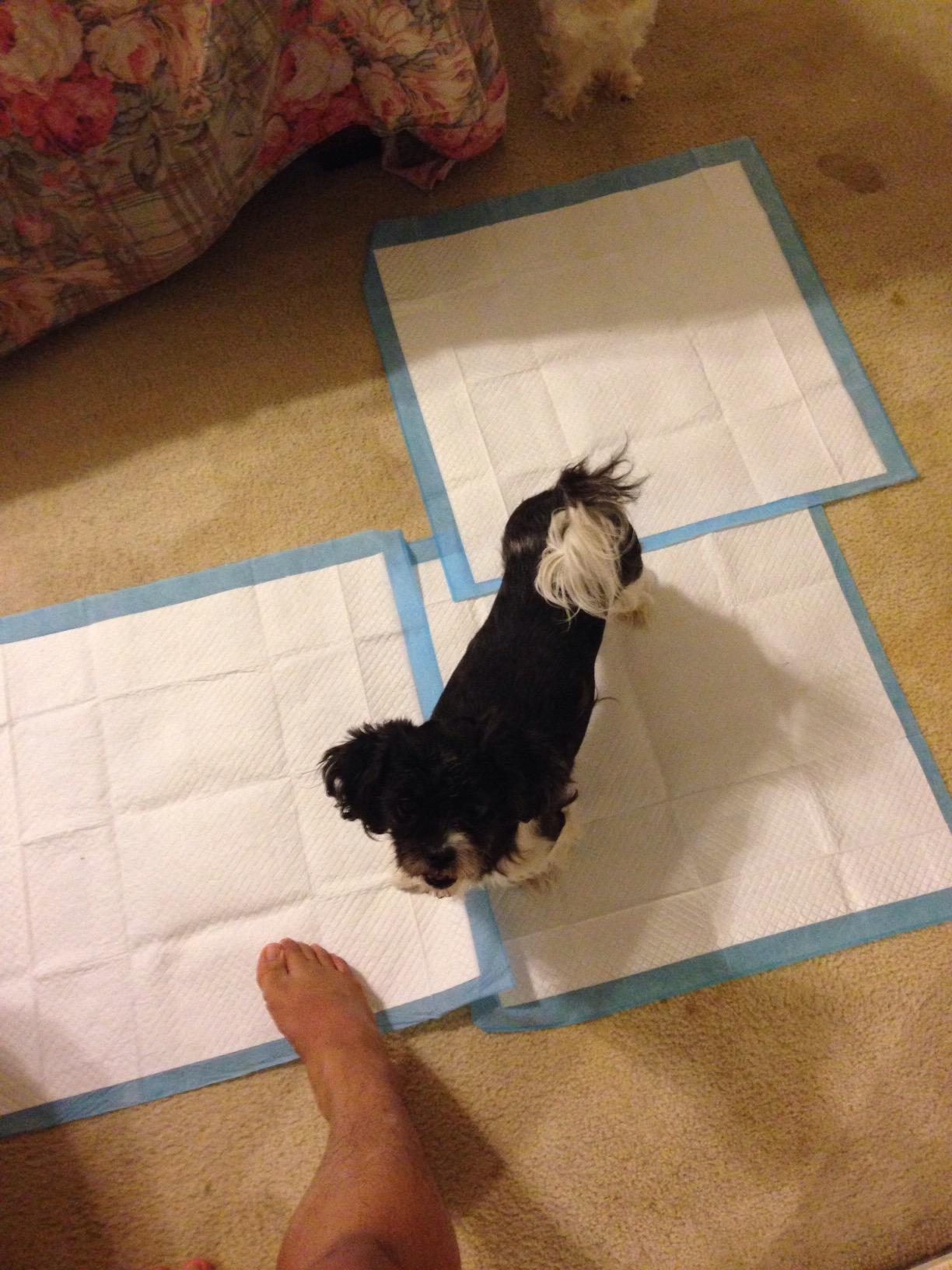 Four Paws Wee-Wee Superior Performance Unscented Puppy Pee Pads for Dogs & Puppies, Quilted Leak-Proof Dog Housebreaking Potty Training Floor Protection, Pet Supplies, 22
