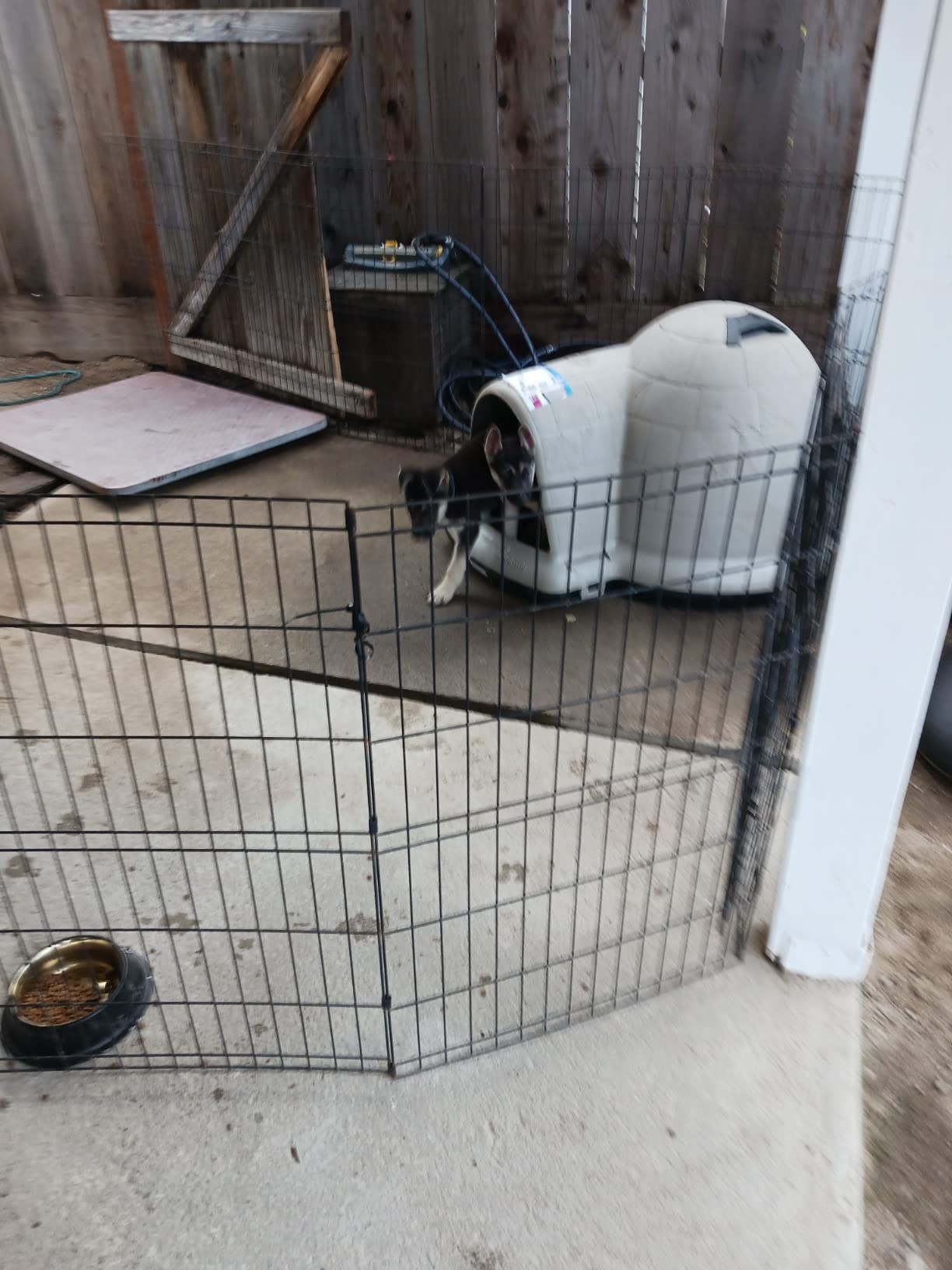 Petmate Large Dog House, Indigo Igloo Style, Taupe and Black | Weatherproof Construction for Dogs 50 to 90 Pounds, Made in USA customer photo 1
