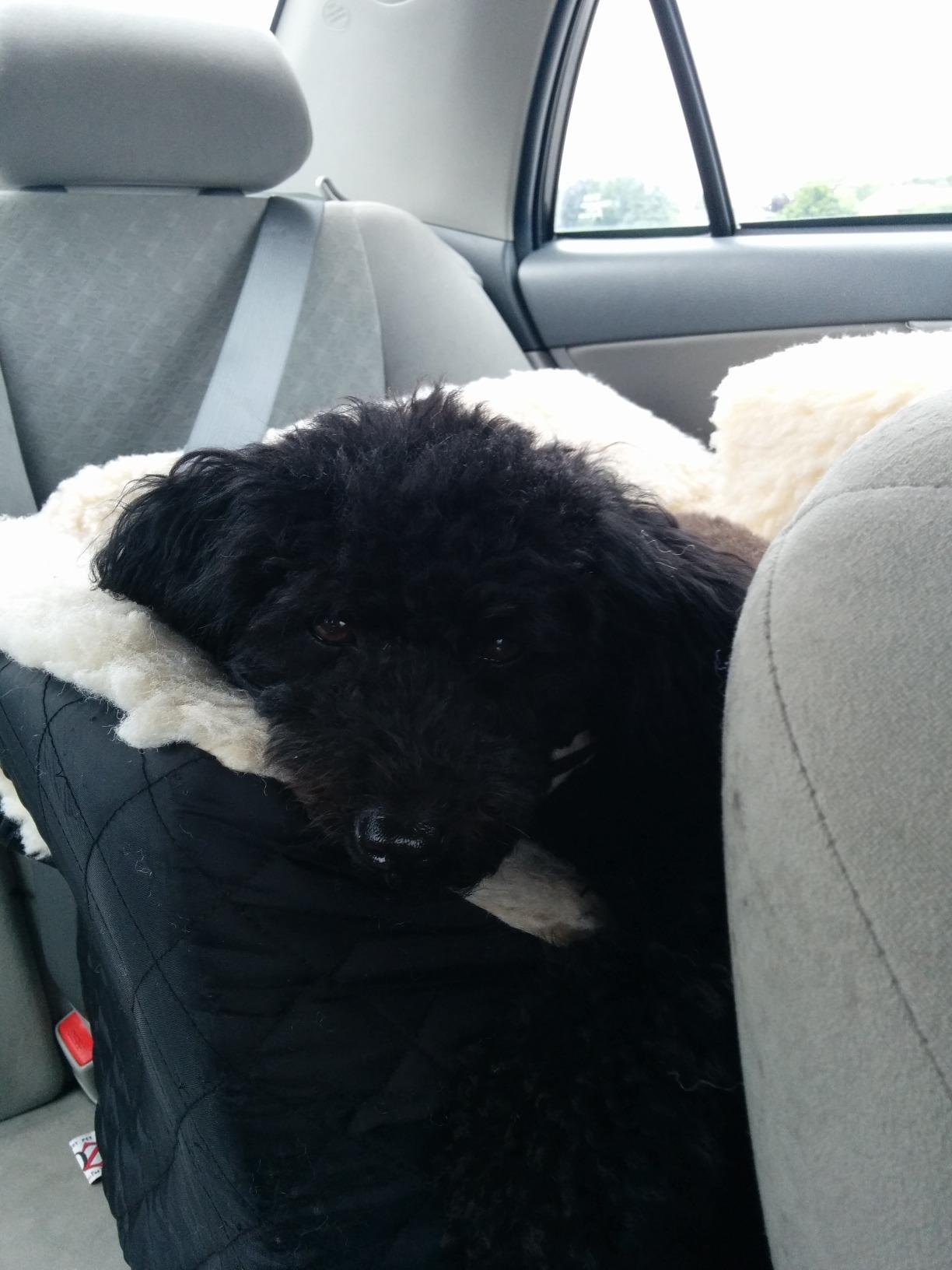 Snoozer Lookout I Car Seat - Dog Car Seats for Small Dogs, Puppy Booster Bed for Small & Medium Sized Pets Up to 25 Lbs, Elevated, Washable - Medium, Black Quilted customer photo 1
