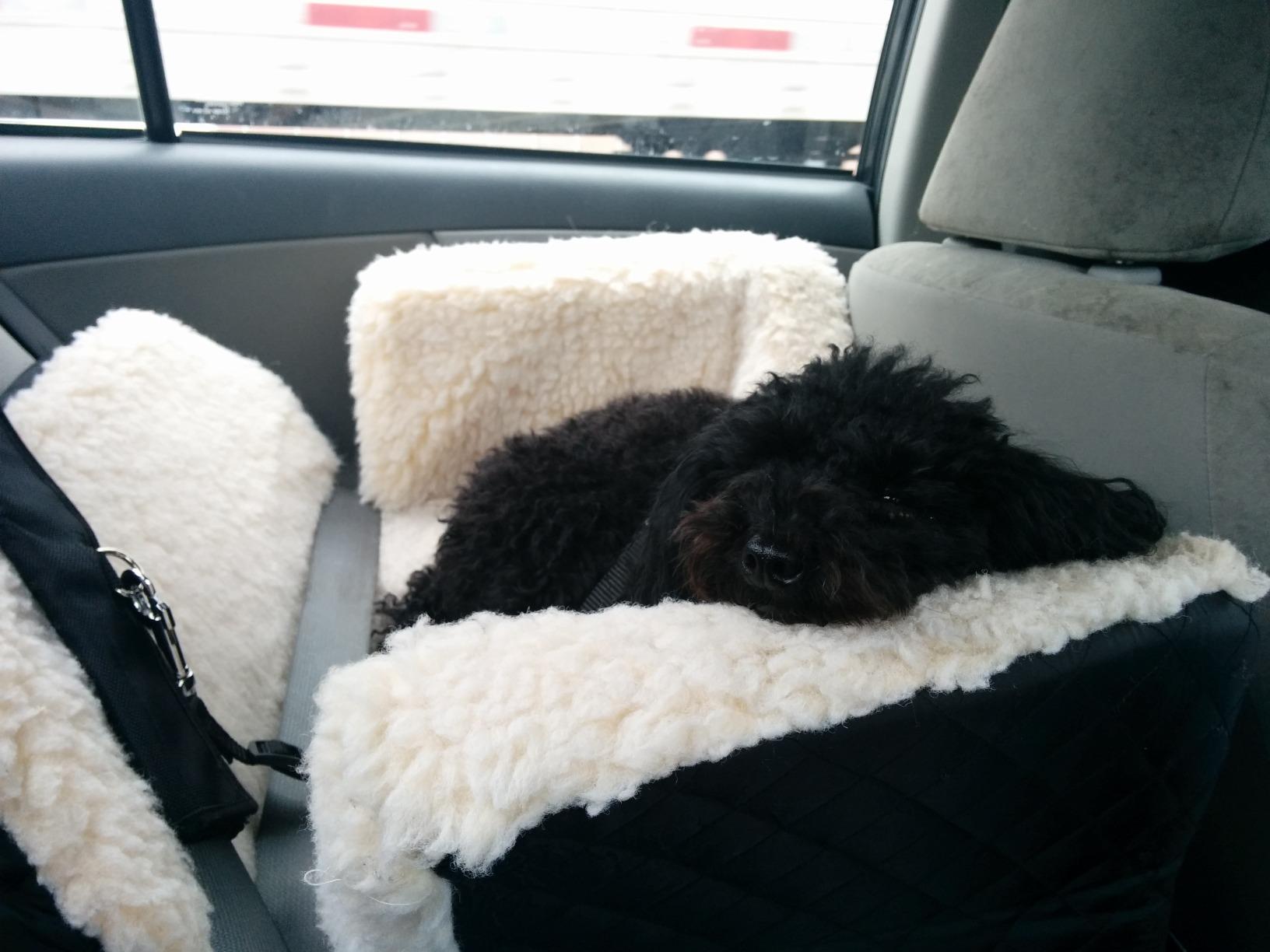 Snoozer Lookout I Car Seat - Dog Car Seats for Small Dogs, Puppy Booster Bed for Small & Medium Sized Pets Up to 25 Lbs, Elevated, Washable - Medium, Black Quilted customer photo 2