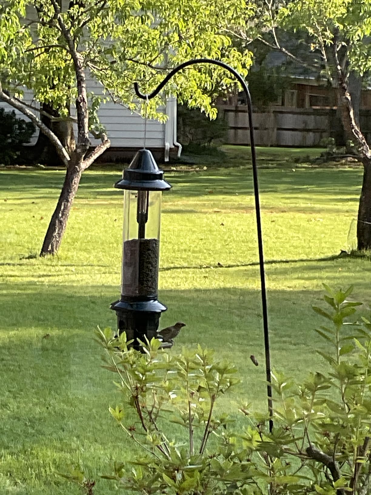 Squirrel Buster Plus Squirrel-proof Bird Feeder w/Cardinal Ring and 6 Feeding Ports, 5.1-pound Seed Capacity, Adjustable, Pole-mountable (POLE ADAPTOR SOLD SEPARATELY), Green customer photo 1