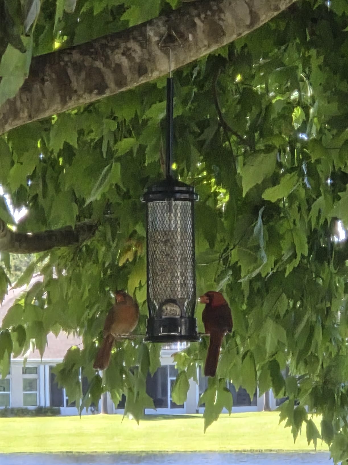 Squirrel Buster Mini Squirrel-Proof Bird Feeder for Wild Birds – 4 Metal Perches, 1 lb Seed Capacity, Chew-Proof Design, Lifetime Care, Garden Green | Four metal perches, chew-proof design, easy cleaning, for clinging and perching birds customer photo 1