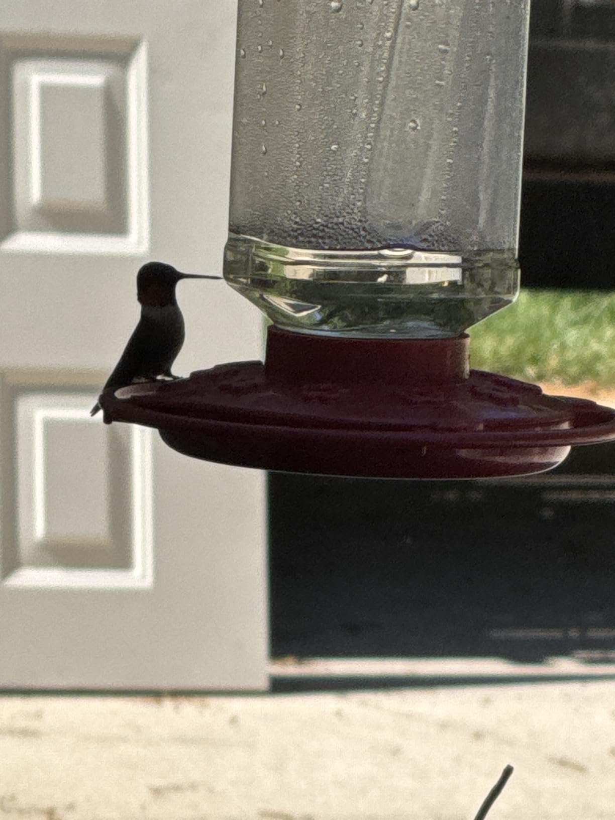 First Nature Hummingbird Feeder - 10 Feeding Ports - Red Base | Wide Mouth Prevents Messy Spills - Sealing Ring Prevents Bottom Leaks - Multi-Port Base Accommodates Flocks customer photo 1