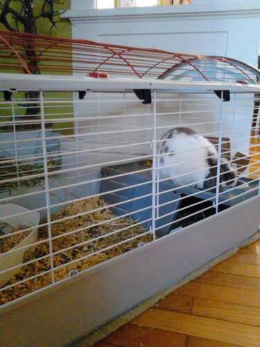 Living World - Deluxe Hybrid Habitat, X-Large | Rabbit, Guinea Pig, Chinchillas, and Small Animal Cage customer photo 1