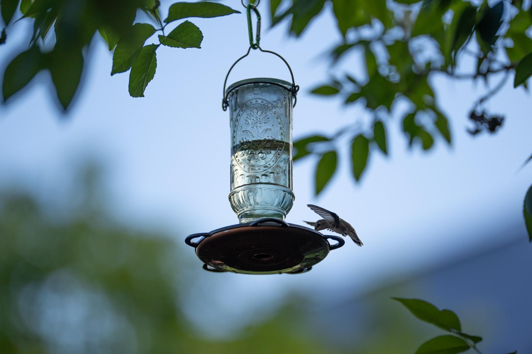 More Birds Vintage Glass Hummingbird Feeder, 20 oz Nectar Capacity customer photo 1