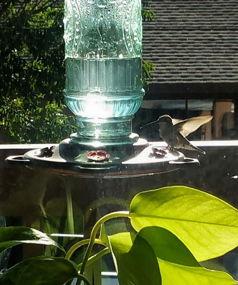 More Birds Vintage Glass Hummingbird Feeder, 20 oz Nectar Capacity customer photo 2
