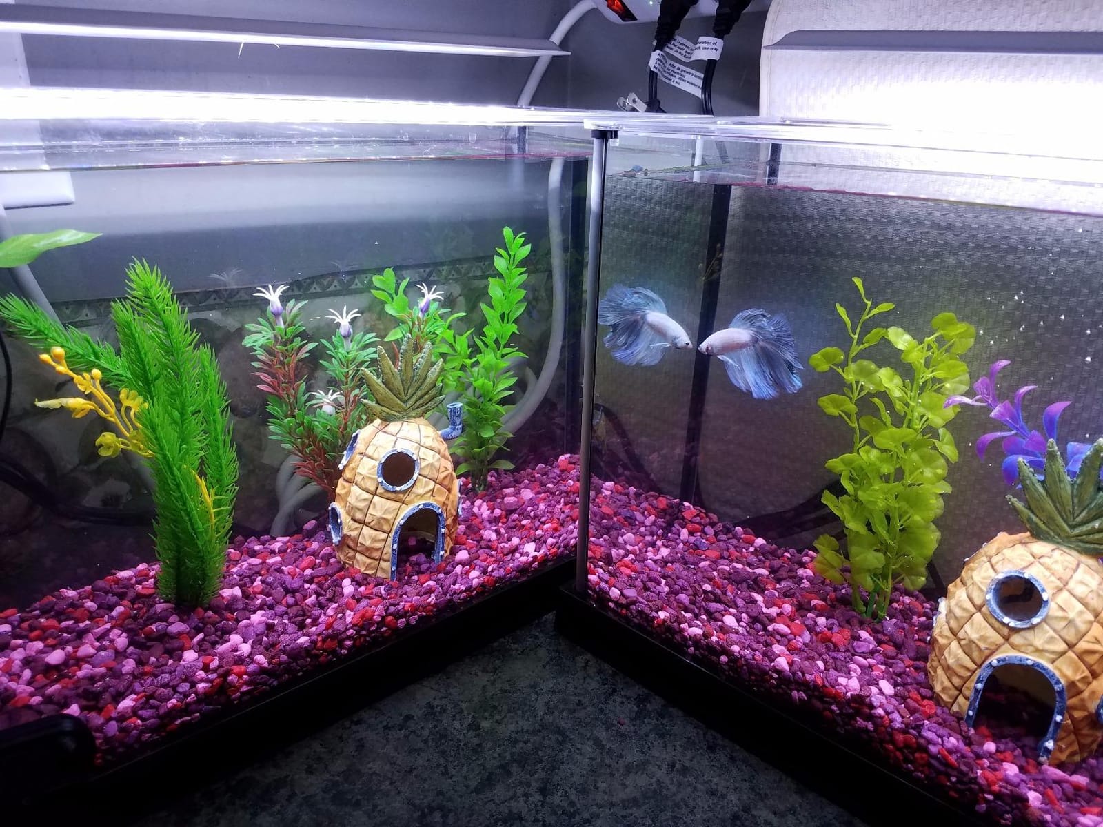 Fluval SPEC Freshwater Aquarium Kit, Aquarium with LED Lighting and 3-Stage Filtration, 2.6 Gallon, Black | Aquarium with LED Lighting and 3-Stage Filtration customer photo 1