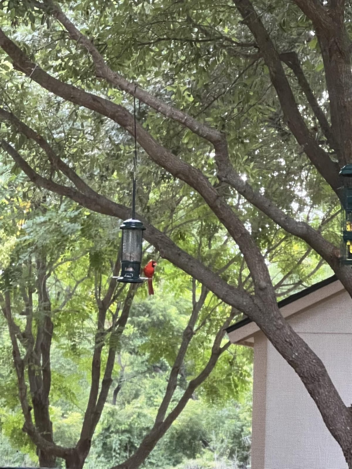 Squirrel Buster Standard Squirrel-proof Bird Feeder w/4 Metal Perches, 1.3-pound Seed Capacity, garden green | Four metal perches, weight-triggered closure, chew-proof design, easy cleaning customer photo 2
