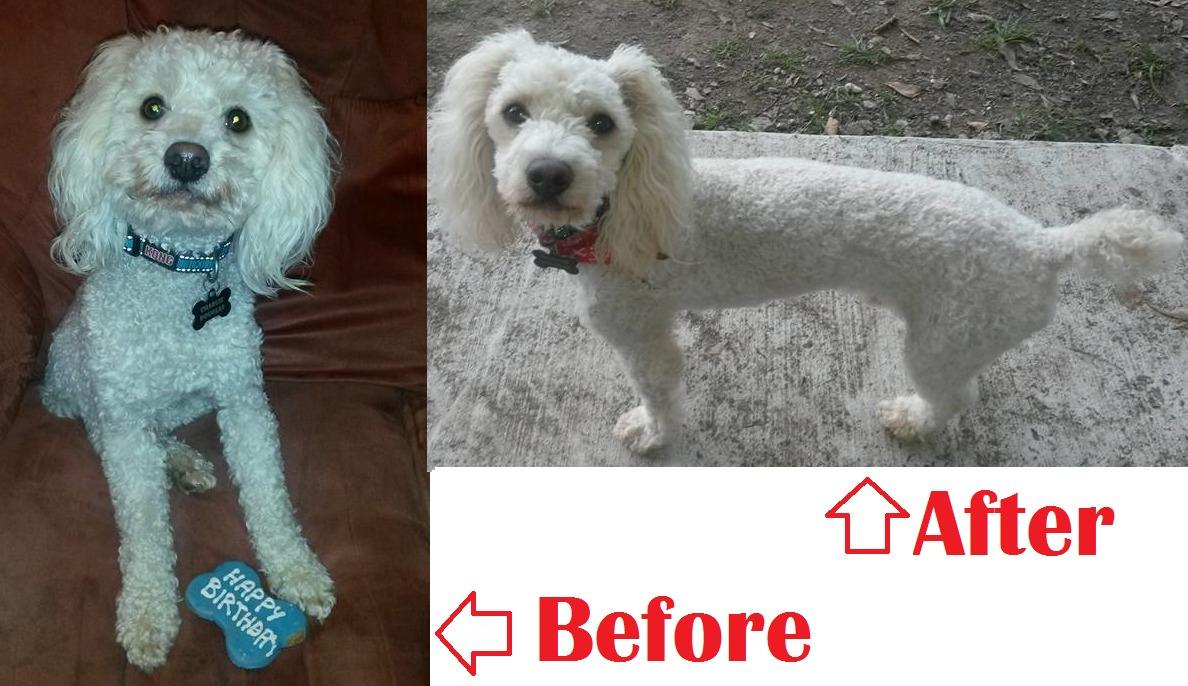 Wahl USA Lithium Ion Pro Series Cordless Animal Clippers – Rechargeable, Heavy-Duty, Electric Dog & Cat Grooming Kit for Small & Large Breeds with Thick to Heavy Coats – Model 9766 customer photo 2