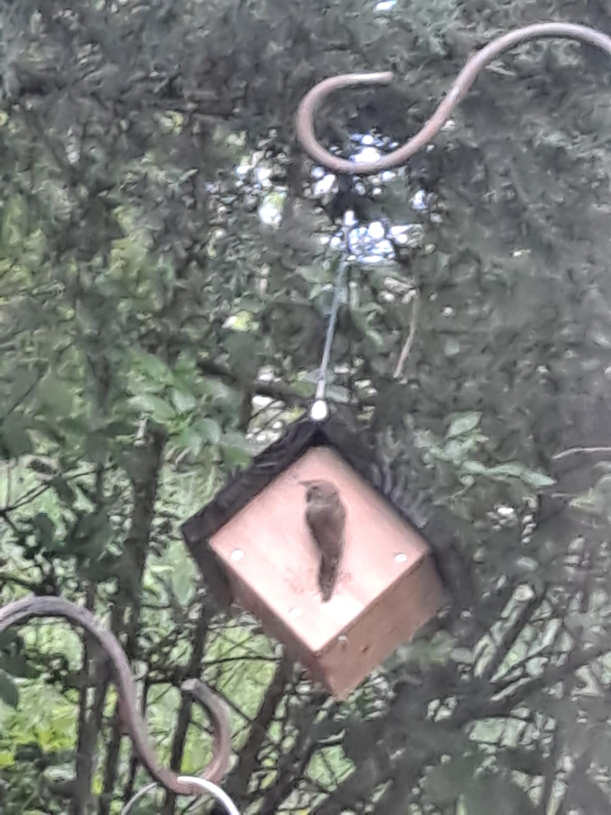 Nature's Way Bird Products CWH1 Cedar Wren House, 8