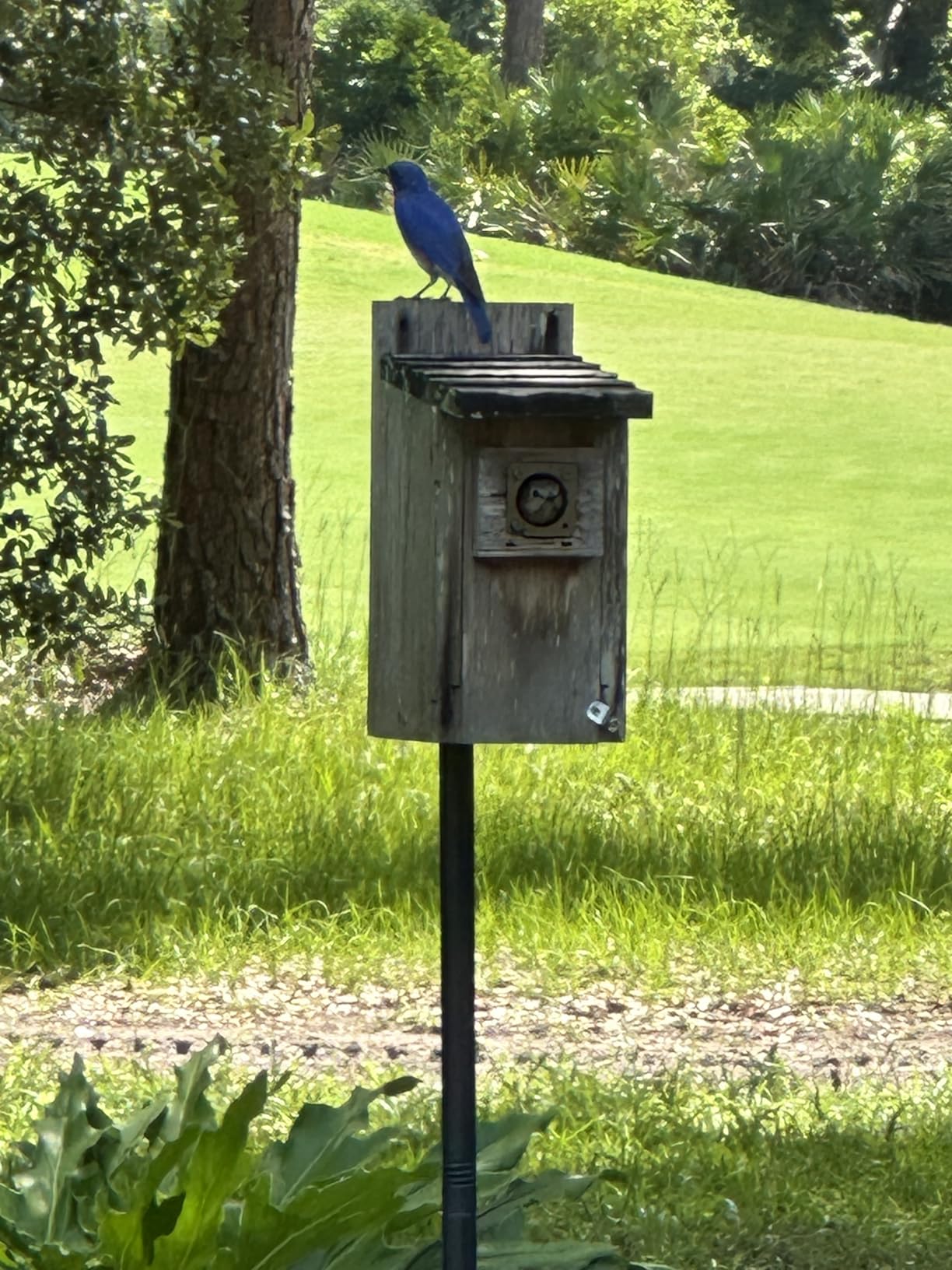 Nature's Way Bird Products CWH3 Cedar Bluebird Box House customer photo 1