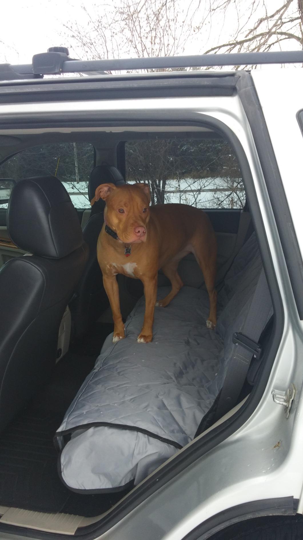 4Knines Heavy-Duty Rear Seat Cover for Dogs - Hammock, Black Reg customer photo 1
