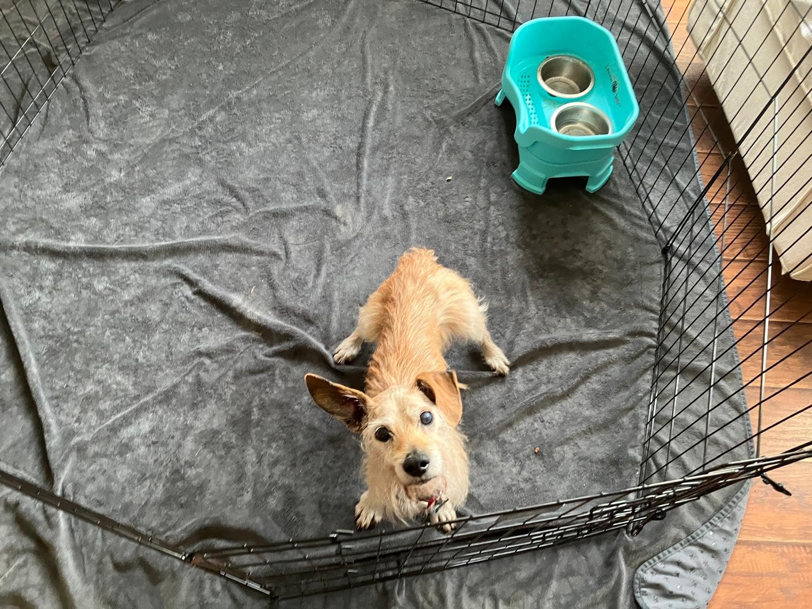 Dog Playpen - Foldable Metal Exercise Puppy Play Pen with 8 24x30in Panels - Indoor/Outdoor Pen with Door for Dogs, Cats or Small Animals by PETMAKER | Indoor/Outdoor Portable Pet Play Fence with 8 Durable Panels and Secure Door for Dogs, Puppies, Cats, and Small Animals customer photo 1