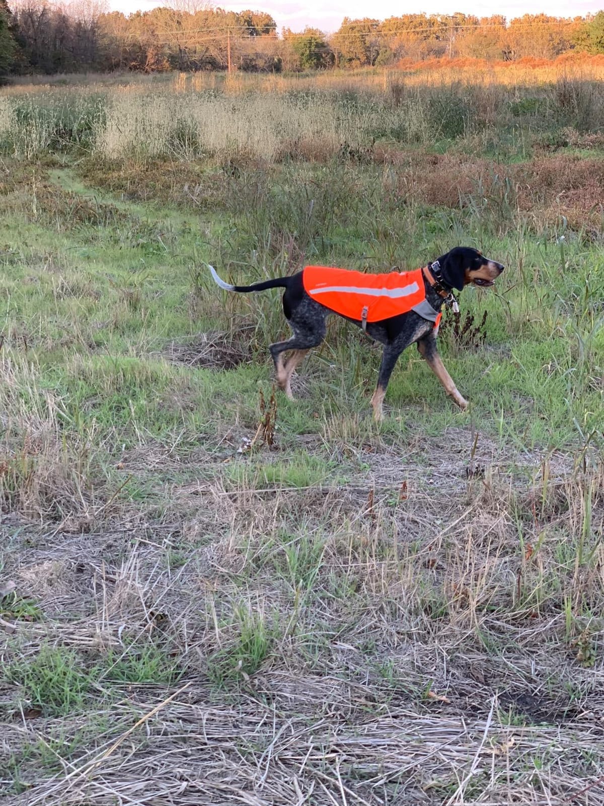Dogtra 1900S Ergonomic 3/4-Mile IPX9K Waterproof High-Output Remote Dog Training E-Collar customer photo 1