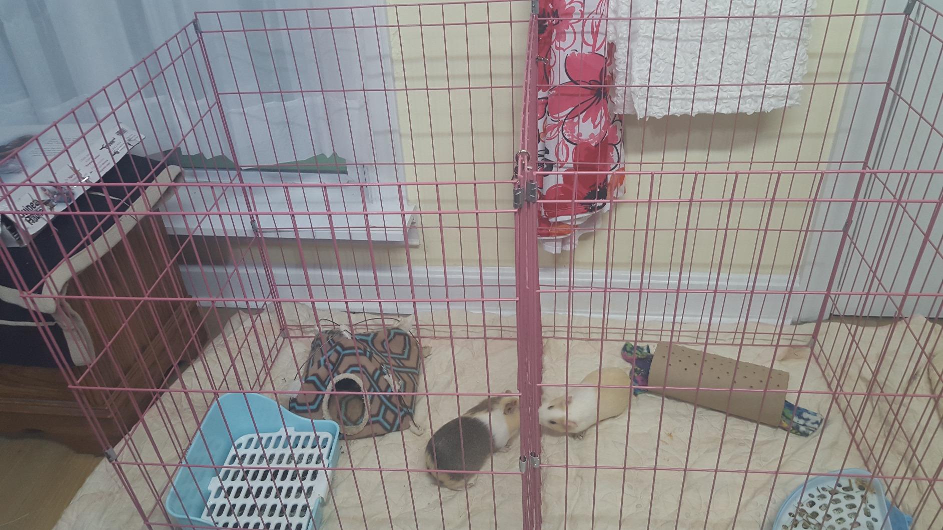 BestPet | Foldable Dog Playpen | 24 Inch, 8 Panels | Metal Pet Exercise Pen customer photo 2