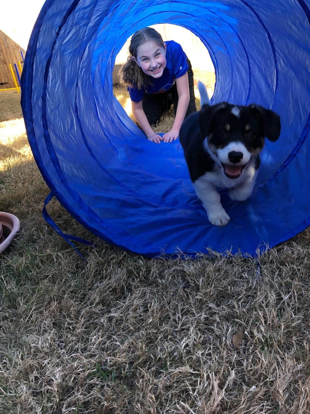 PawHut 4PC Obstacle Dog Agility Training Course Kit Backyard Competitive Equipment- Blue/Yellow customer photo 1
