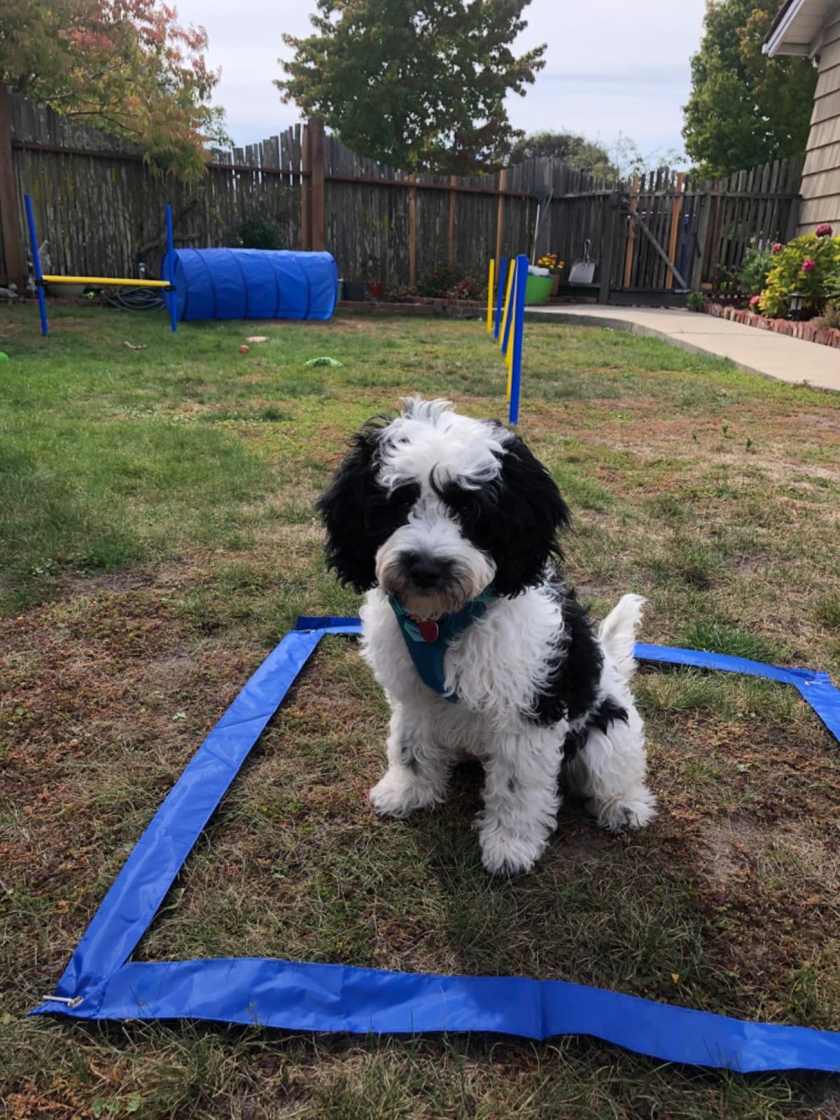 PawHut 4PC Obstacle Dog Agility Training Course Kit Backyard Competitive Equipment- Blue/Yellow customer photo 2
