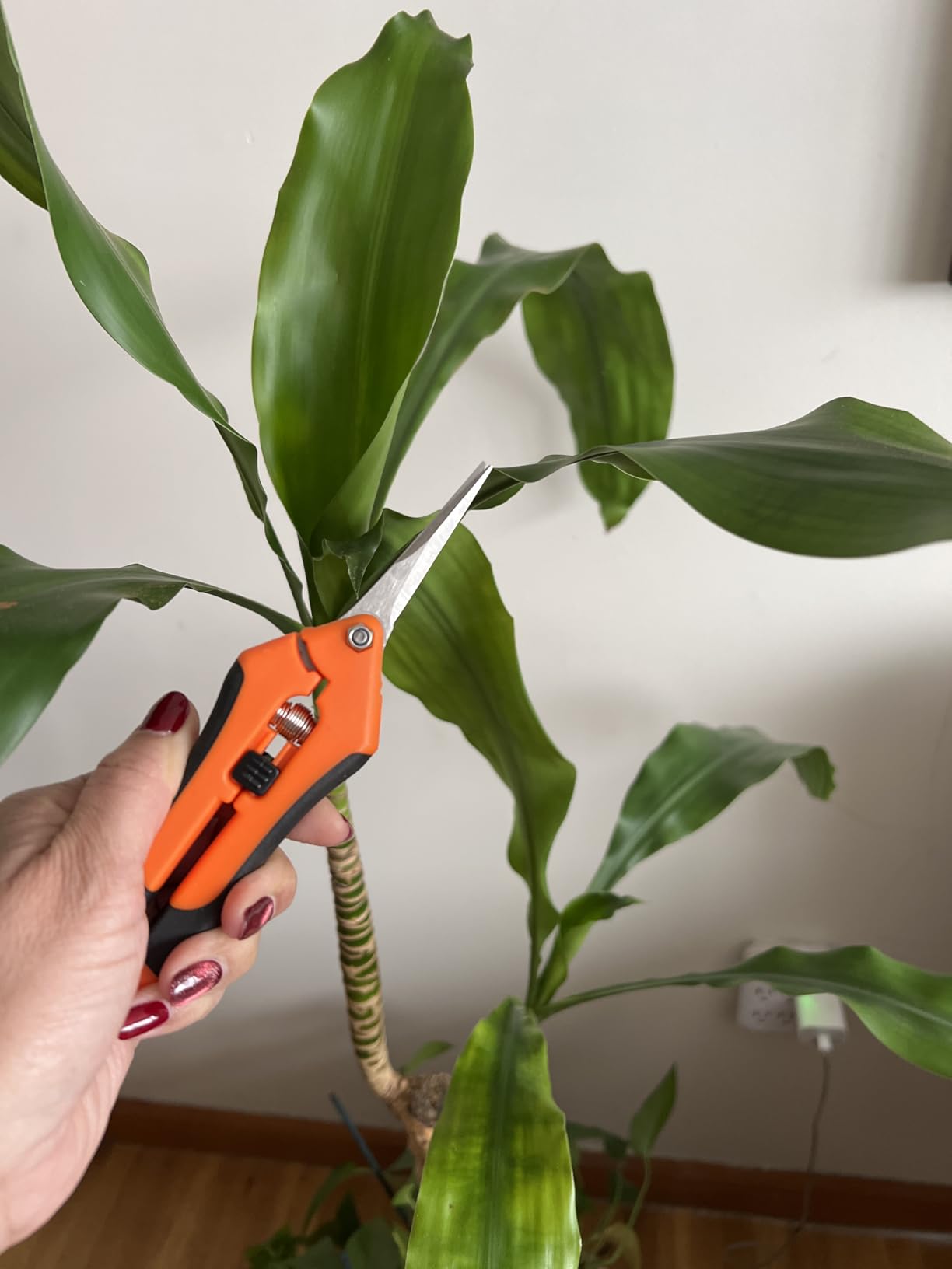 VIVOSUN 6.5 Inch Gardening Scissors Hand Pruner Pruning Shear with Straight Stainless Steel Blades Orange 1-Pack customer photo 2