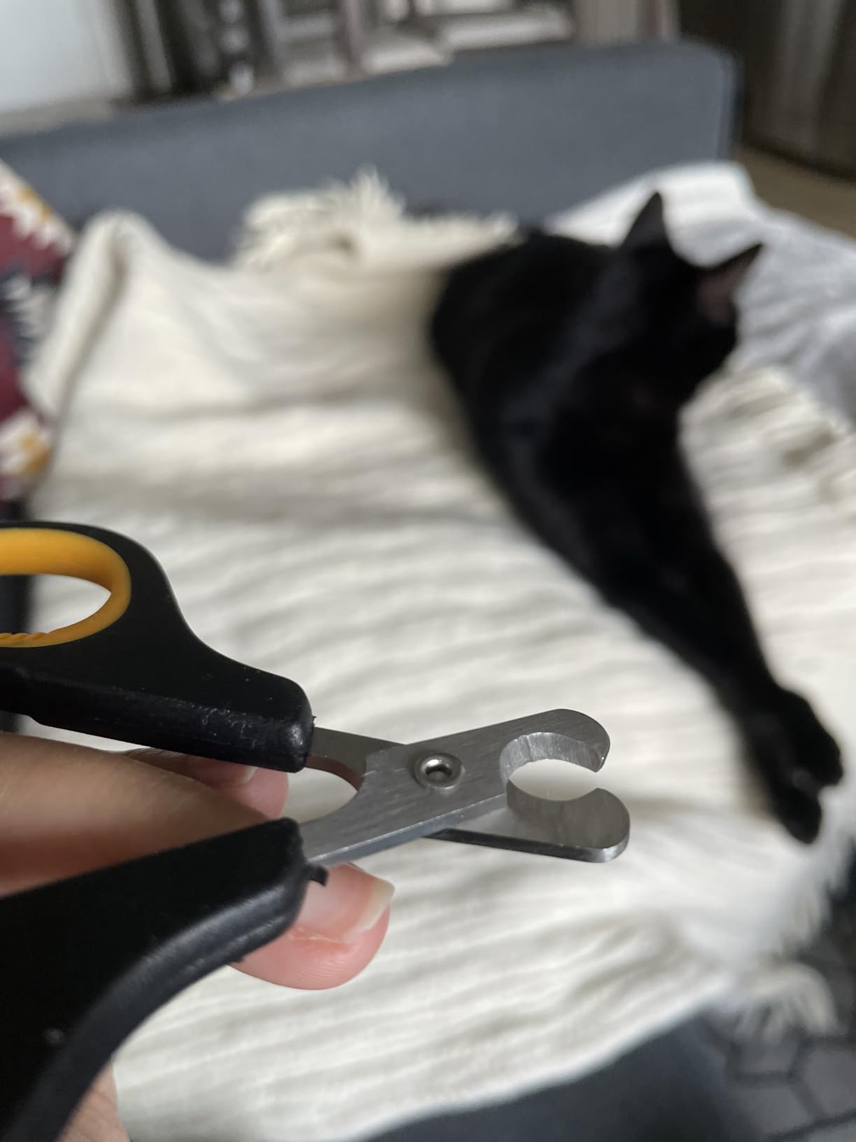 Cat Nail Clippers by Pet Republique – Professional Stainless-Steel Nail Clipper for Cats, Kittens, Hamster, Rabbits, Birds, & Small Breed Animals Claw Trimmer (Black+Yellow) customer photo 1