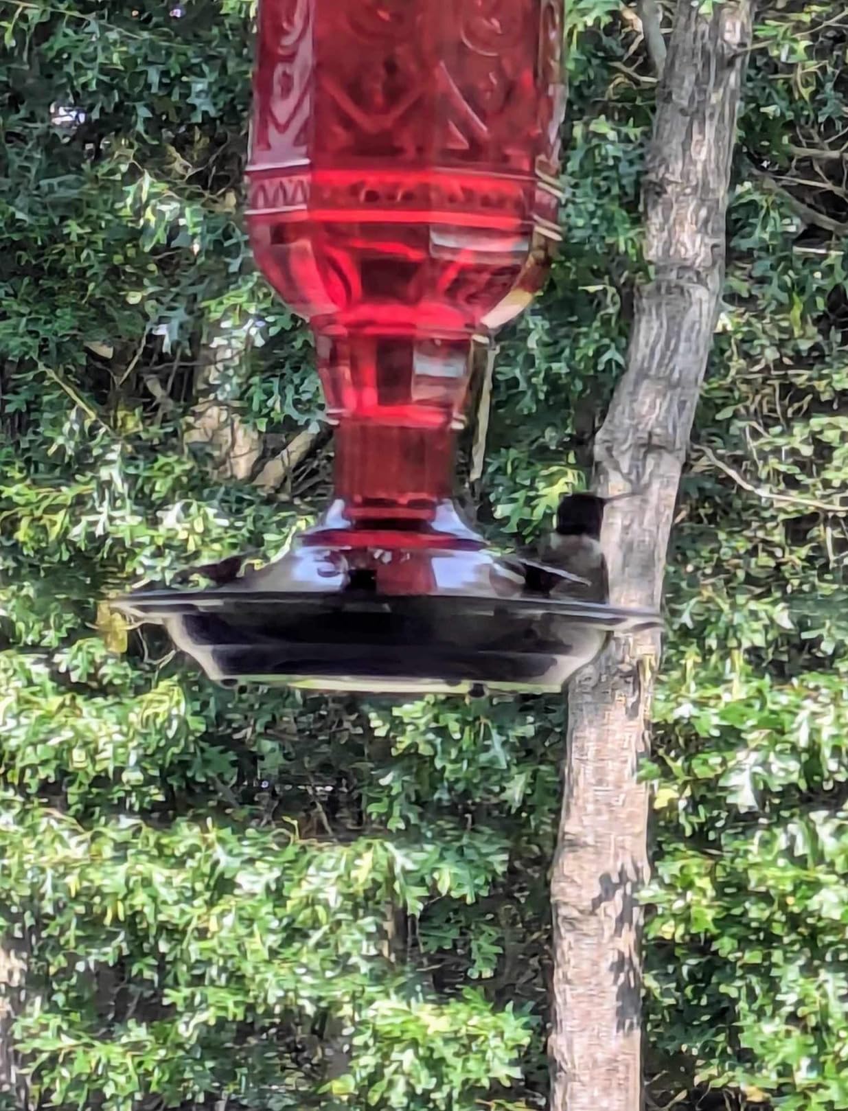 More Birds Red Jewel Hummingbird Feeder, Glass Bottle, 5 Feeding Ports and 20-Ounce Nectar Capacity (76IN) customer photo 2