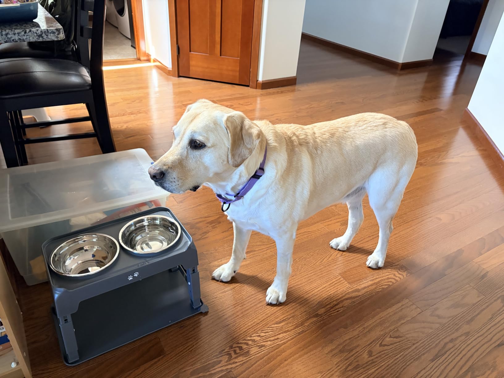 Hoki Found -Waterproof Pet Feeding Mats with High Lips - Multiple Size and Colors for Dogs, Cats & Others-G customer photo 2