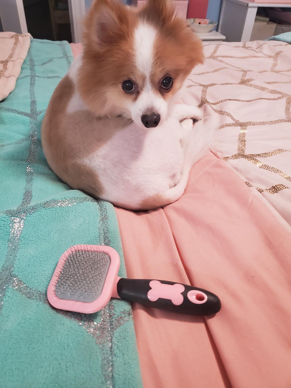 Glendan Dog & Cat Brush- Slicker Pet Brush- Shedding Grooming Tools (Blue) customer photo 2