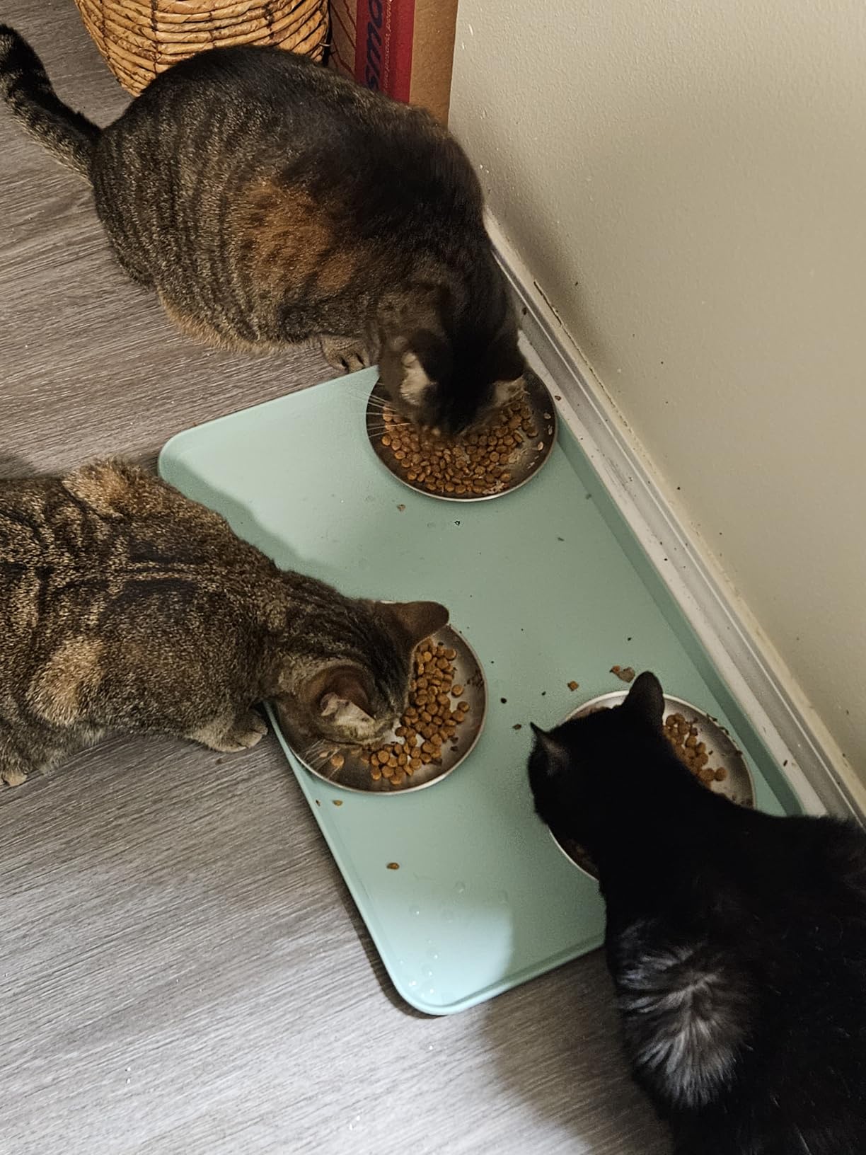 Reopet Silicone Pet Feeding Mat - Waterproof & Non-Slip Dog Cat Placemat customer photo 1