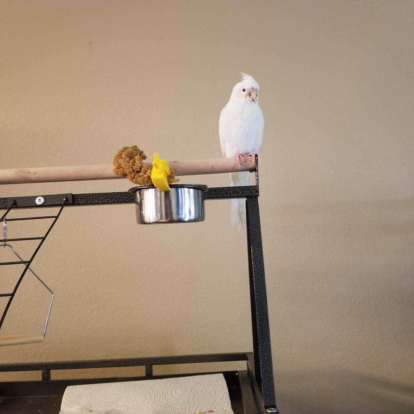 SUPER DEAL PRO 61-inch 2in1 Large Bird Cage with Rolling Stand Playtop Parrot Chinchilla Finch Cage Macaw Conure Cockatiel Cockatoo Pet House Wrought Iron Birdcage, Black customer photo 1