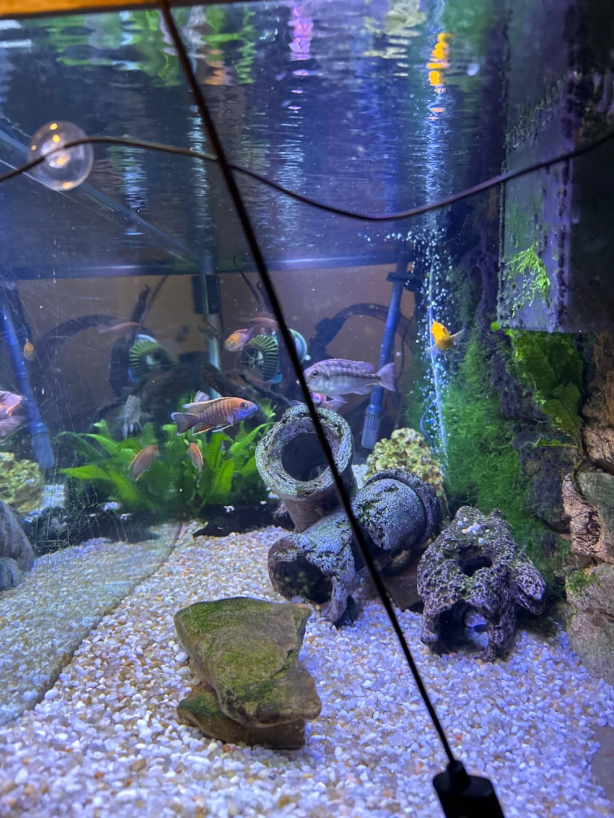 Aqueon QuietFlow Canister Aquarium Filter, Up to 55 Gallons (ECOM) customer photo 1
