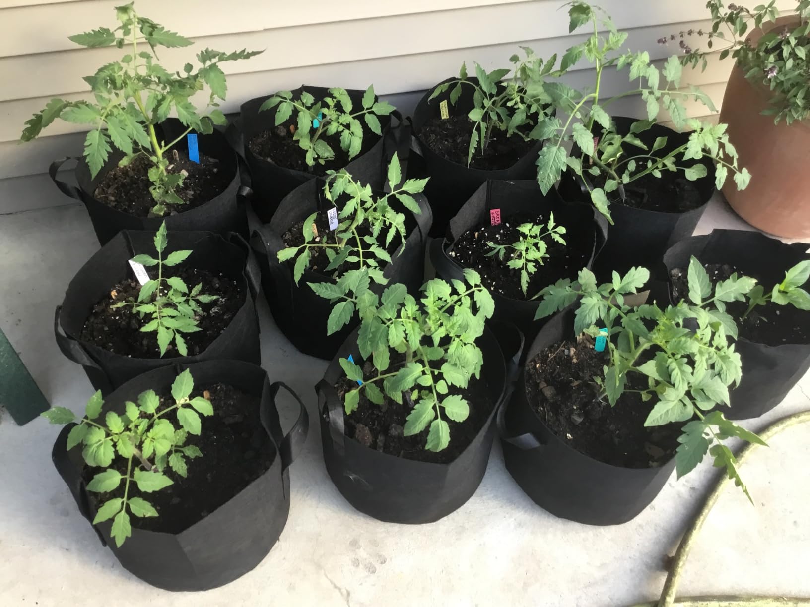 Gardzen 10-Pack 5 Gallon Grow Bags Fabric Pots with Heavy Duty Handles customer photo 1