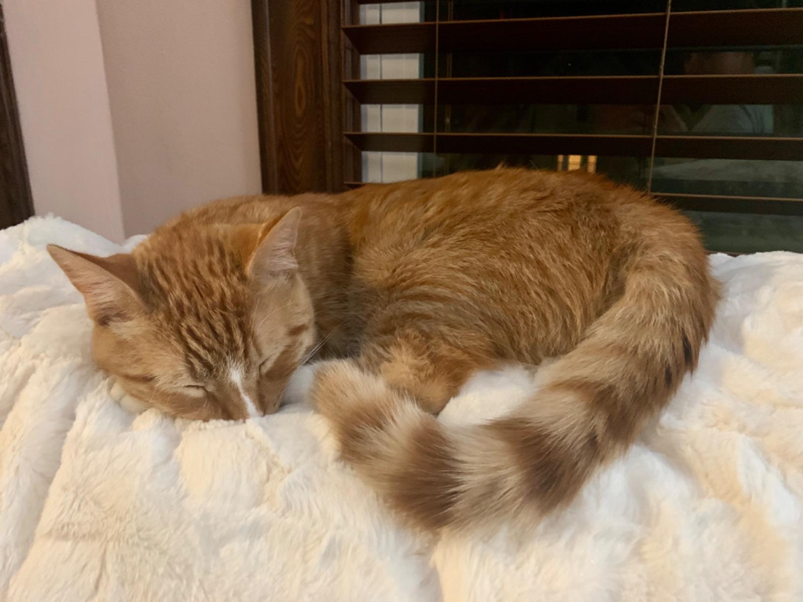 GRACED SOFT LUXURIES Faux Fur Throw Blanket Soft Marbled Ivory 50x60 | Soft faux fur throw blanket with a fluffy texture for cozy comfort on couches, beds, chairs, and home spaces. customer photo 2