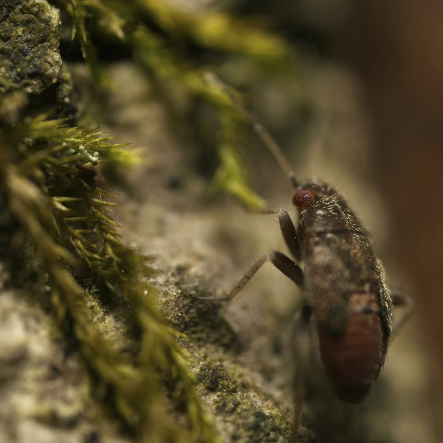Venus Optics Laowa 25mm f/2.8 2.5-5X Ultra-Macro (Sony FE Mount) customer photo 1
