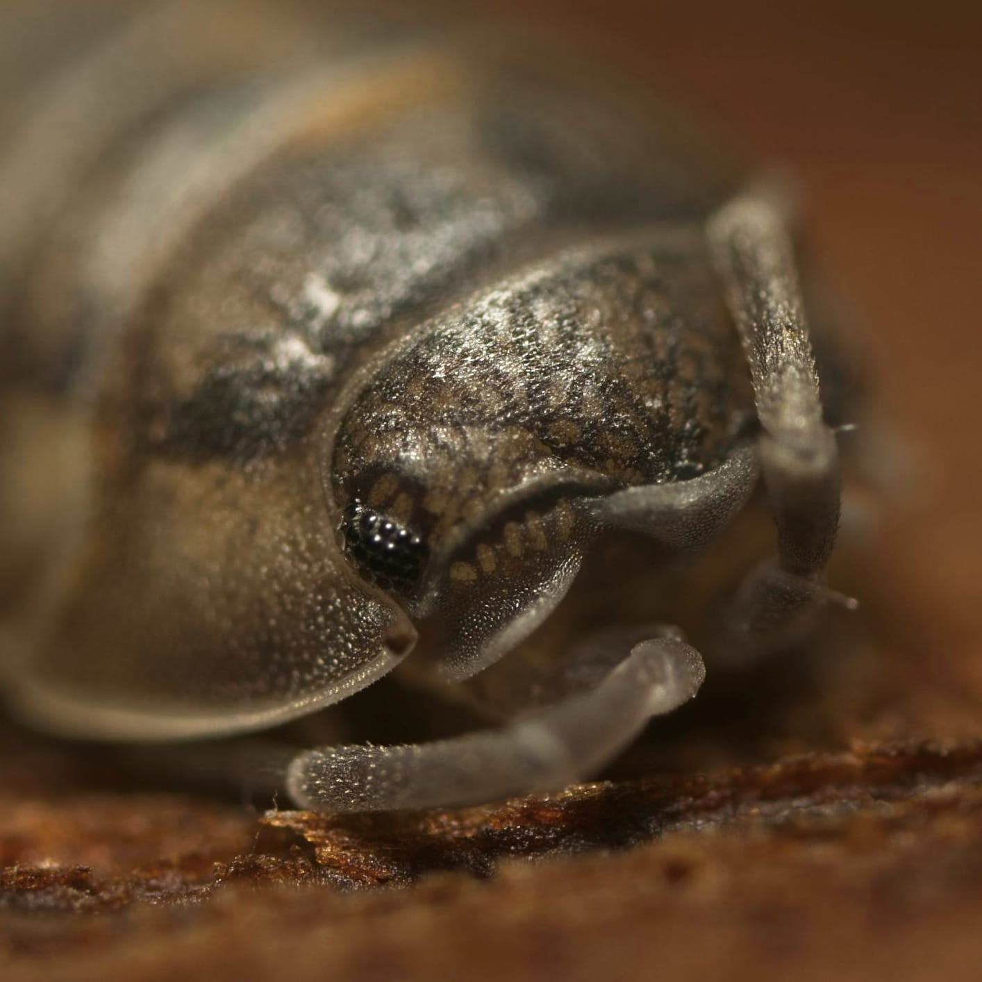 Venus Optics Laowa 25mm f/2.8 2.5-5X Ultra-Macro (Sony FE Mount) customer photo 2