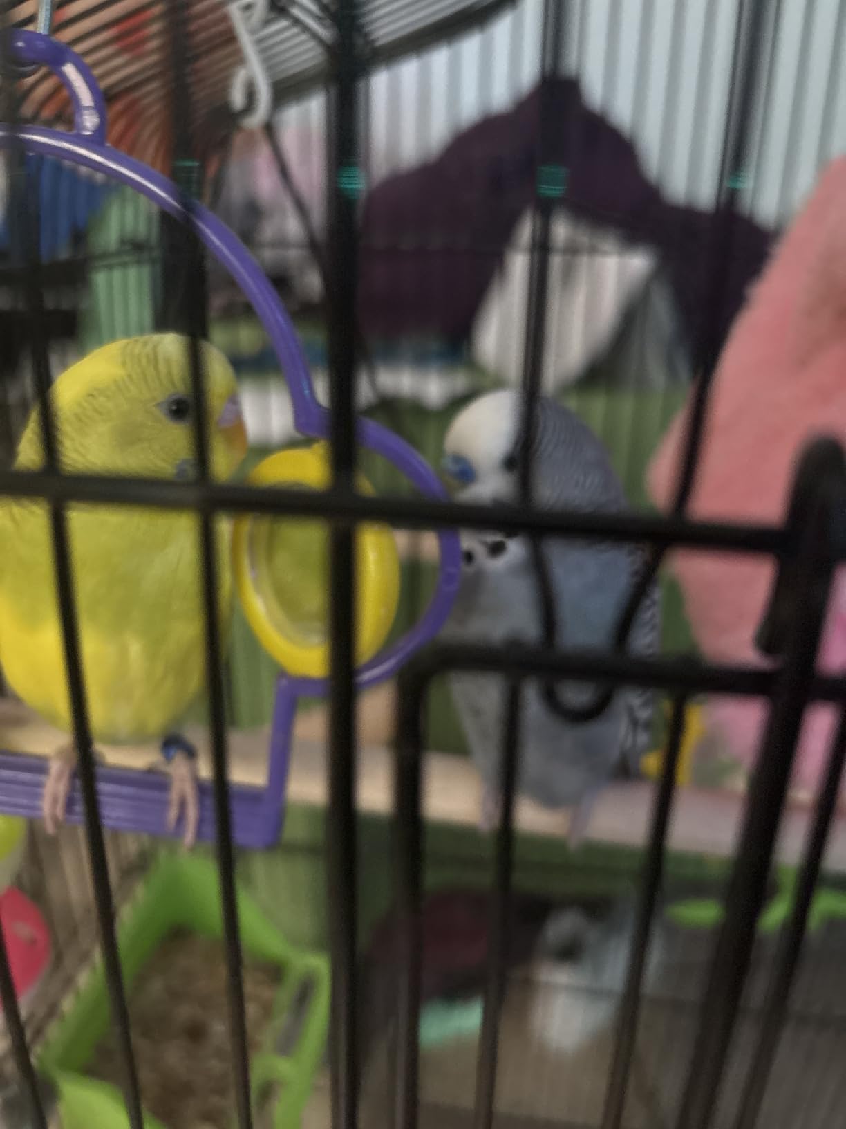 Yaheetech 41-inch Open Top Medium Bird Cages for Parakeets Finches Canaries Lovebirds Small Quaker Parrots Cockatiels Budgie Green Cheek Conure Travel Pet Flight Birdcage customer photo 2