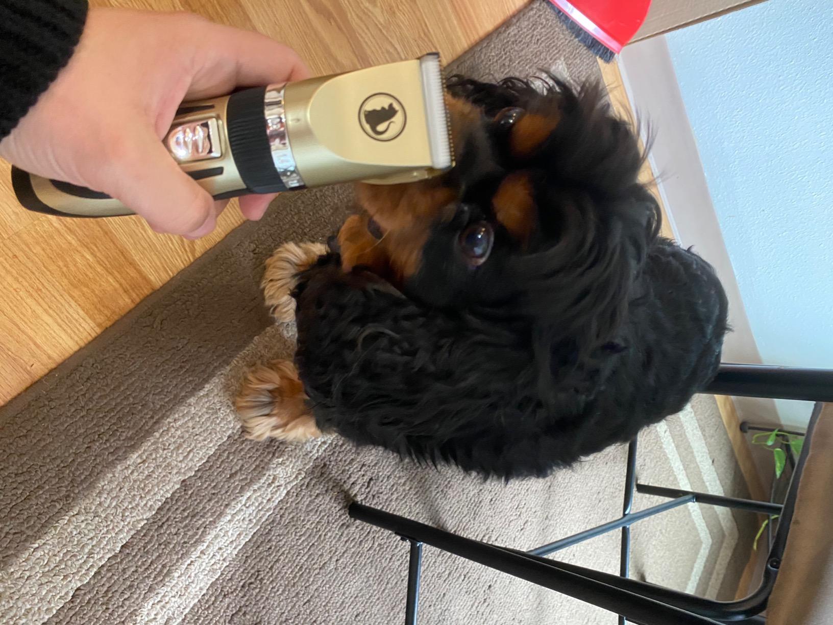 Ceenwes Dog Clippers Low Noise Pet Clippers Rechargeable Trimmer Cordless Grooming Tool Professional Dog Hair Trimmer with Comb Guides Scissors for Dogs Cats & Others（Gold） customer photo 1