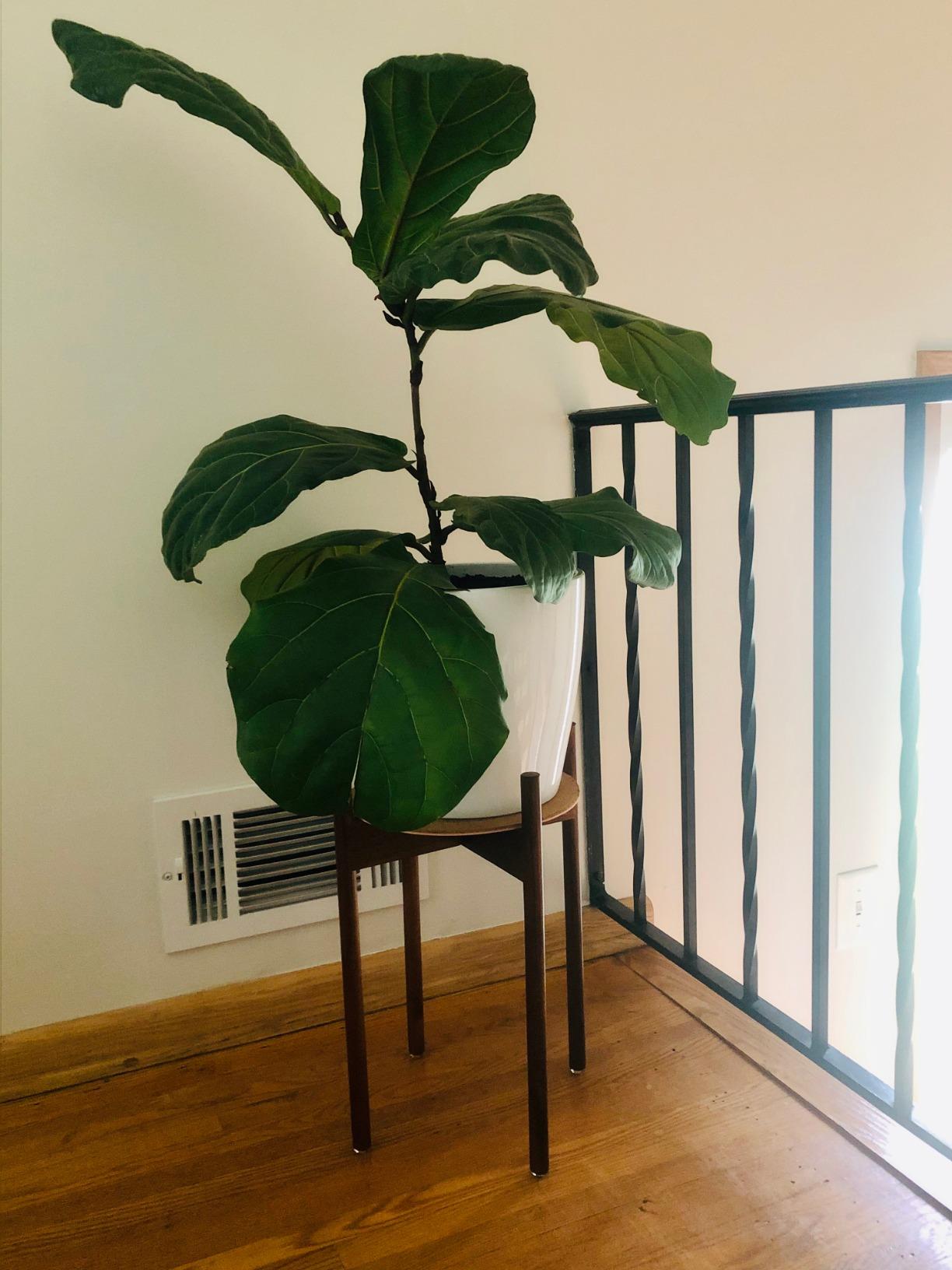 Fox & Fern Mid Century Plant Stands for Indoor Planters, Acacia, 10 Inch customer photo 2