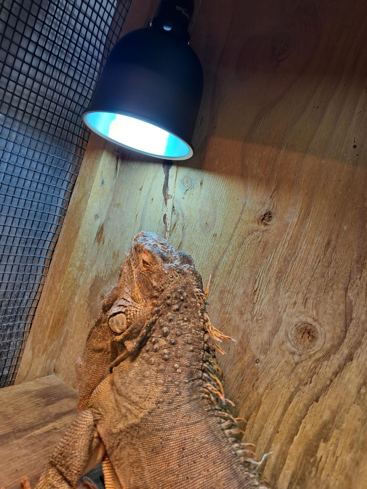 REPTI ZOO Reptile Light Fixture 2 Packs 5.5 Inch Deep Dome Lamp Cap, Optical Reflection Cover for Reptile Glass Terrariums customer photo 1