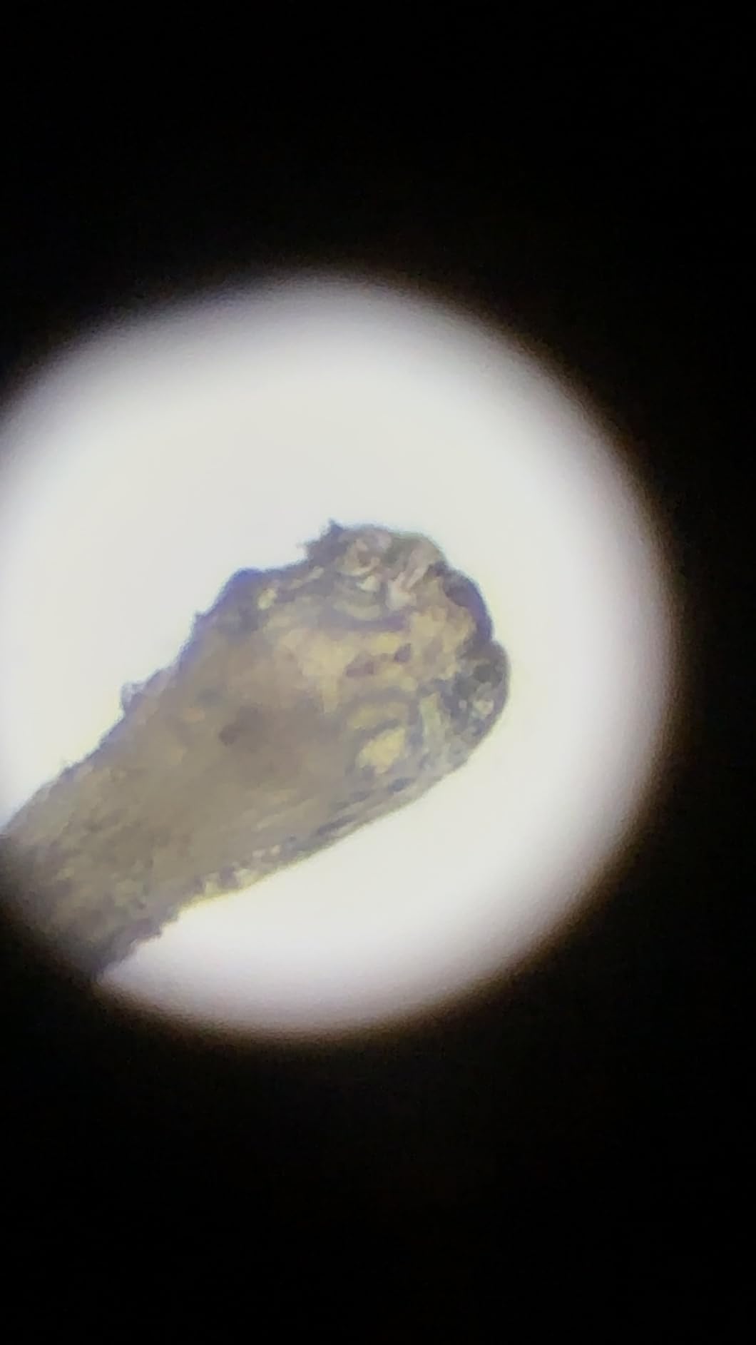 Swift SW380T 40X-2500X Magnification, Siedentopf Head, Research-Grade Trinocular Compound Microscope customer photo 1