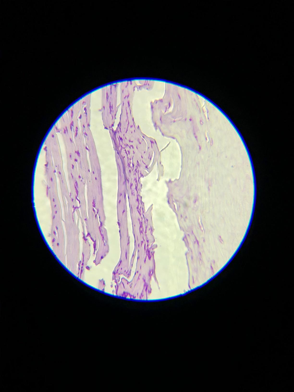 Swift SW380T 40X-2500X Magnification, Siedentopf Head, Research-Grade Trinocular Compound Microscope customer photo 2