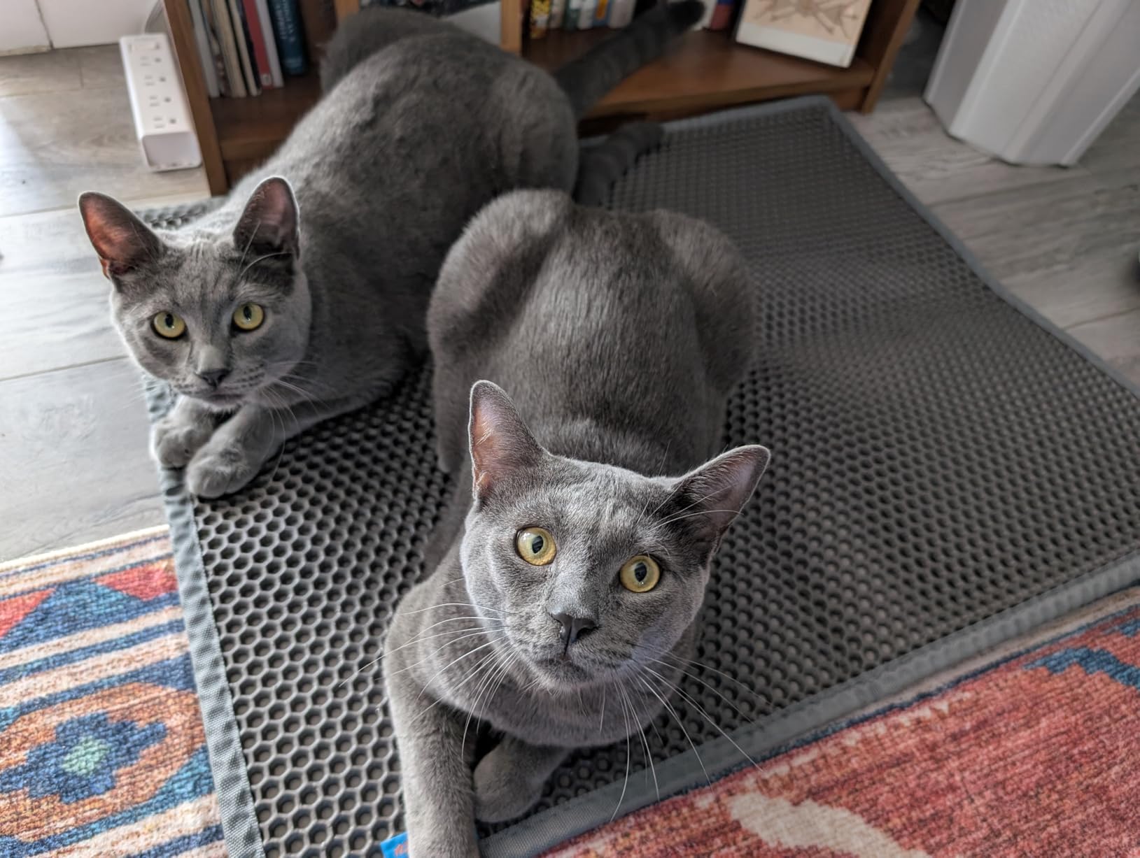 Pieviev Cat Litter Mat, Double-Layer Waterproof Litter Trap, 24