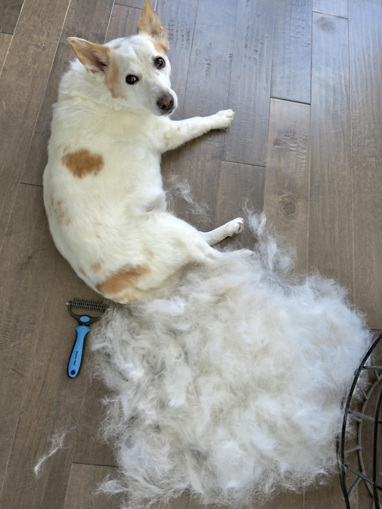 Maxpower Planet Dog Grooming Rake, Deshedding Undercoat Brush, Dogs & Cats customer photo 1