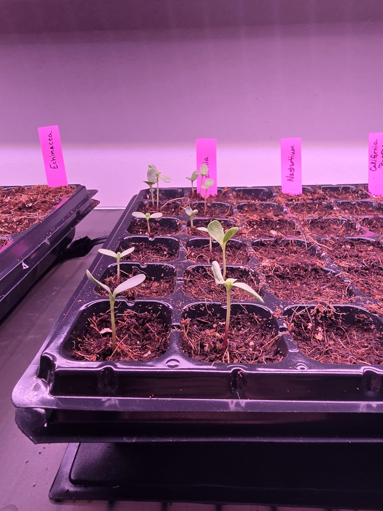 Barrina LED Grow Light, 252W(6 x 42W) 4ft T8, Full Spectrum, Pink, 6 Packs customer photo 1