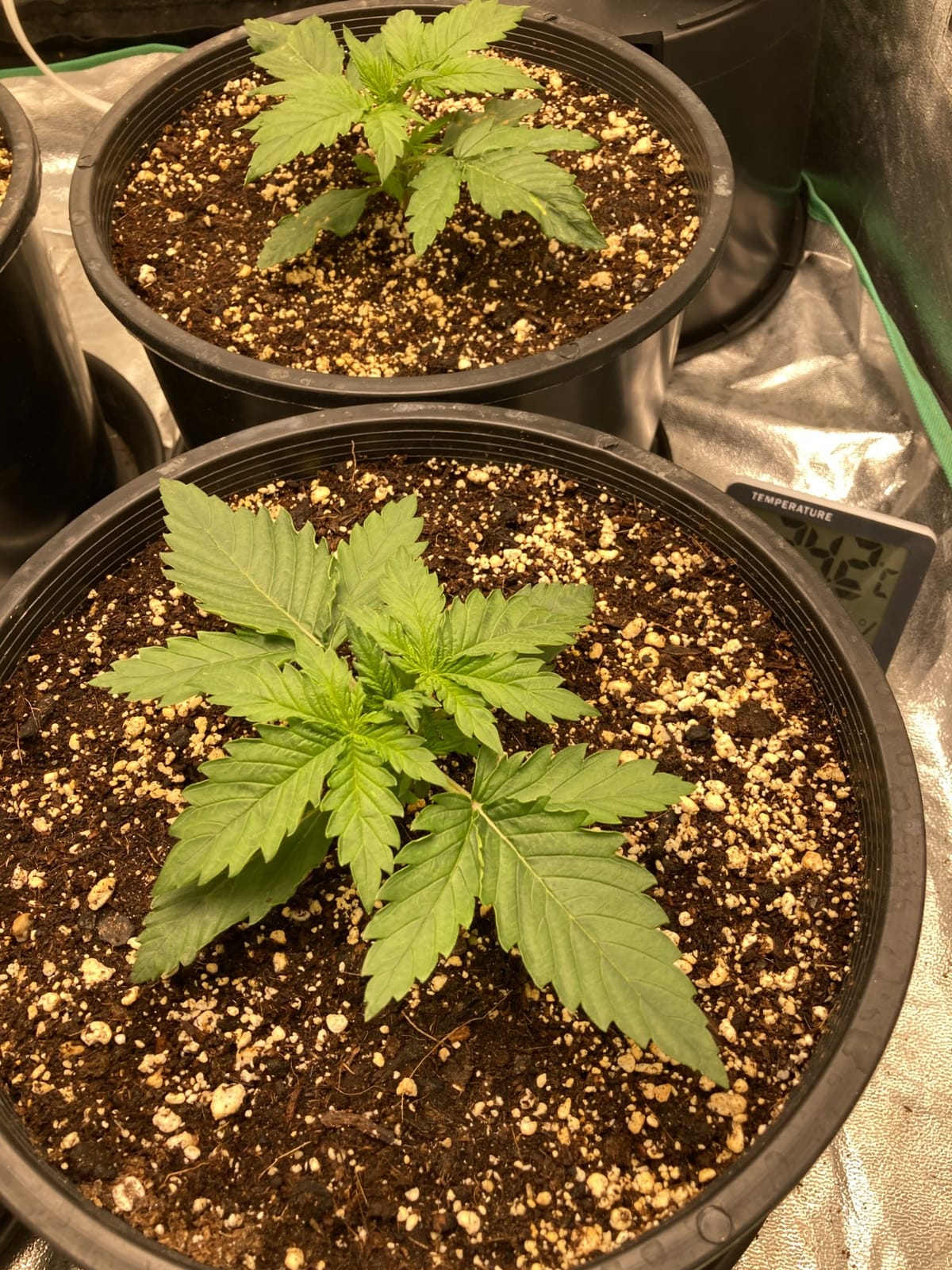MARS HYDRO 150W TS1000 LED Grow Light for Indoor Plants Full Spectrum | Patented Reflective Hood, Dimmable & Silent Fanless, Daisy-Chain Link, Uniform Light for 2x2/3x3 Grow Tent, Veg to Bloom customer photo 1