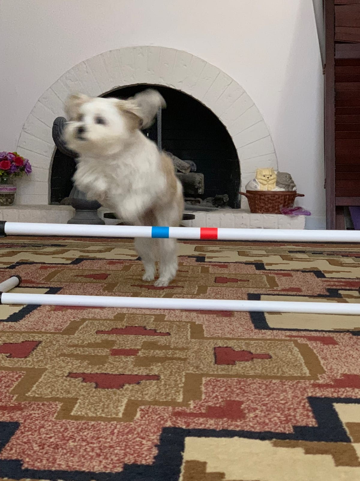 Midlee Dog Agility Bar Jump- Indoor Outdoor Hurdles Adjustable Pet Course Equipment customer photo 2