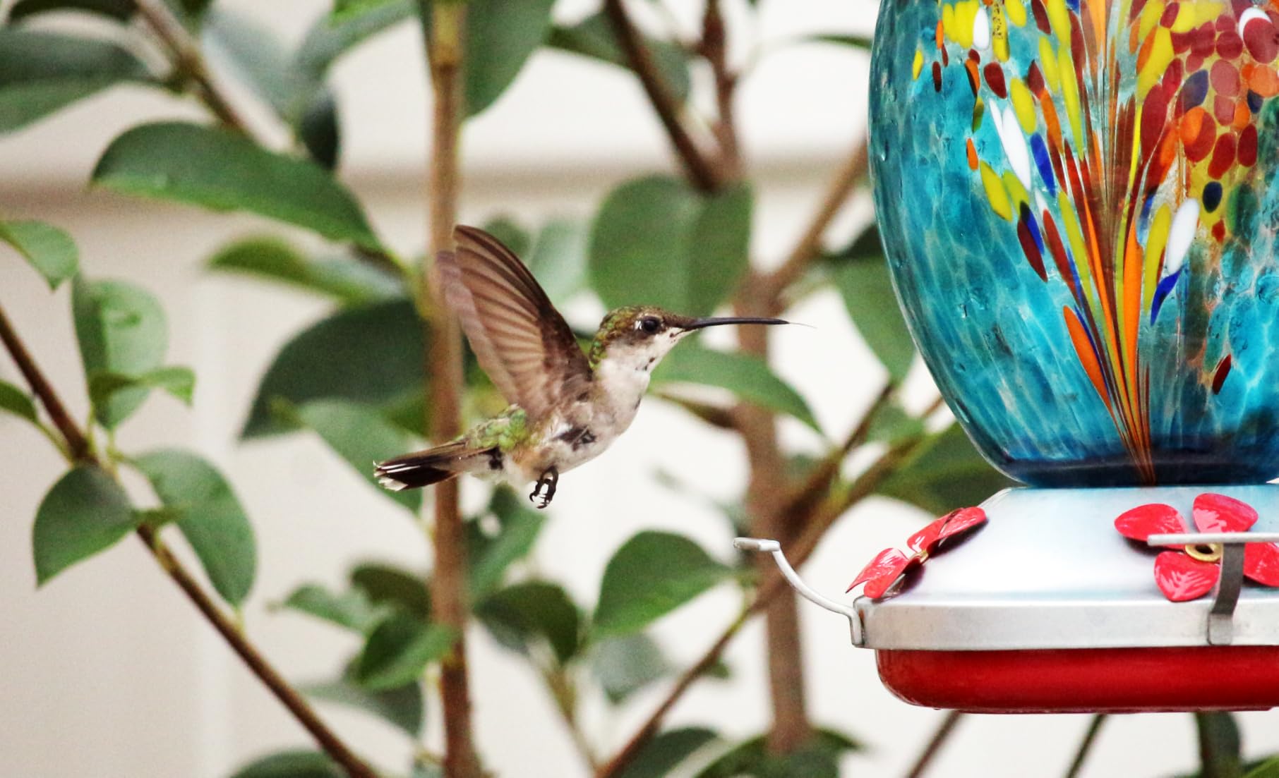 Muse Garden Gifts for Women Mom, Hummingbird Feeder, 27OZ, Blue Fireworks customer photo 1