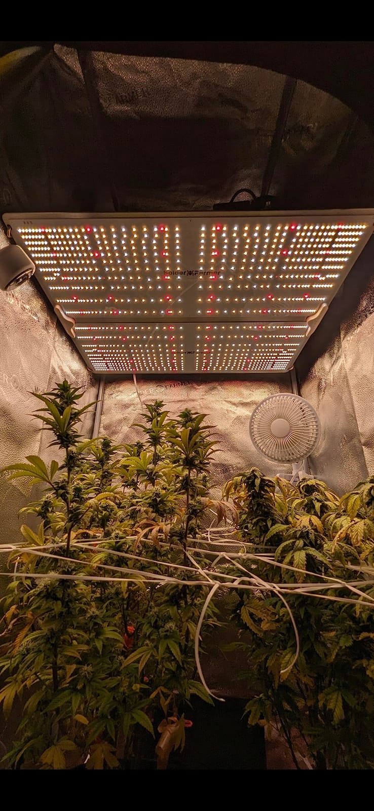 Spider Farmer SF1000 LED Grow Lights for Indoor Plants in 2x2/3x3 Grow Tent customer photo 2
