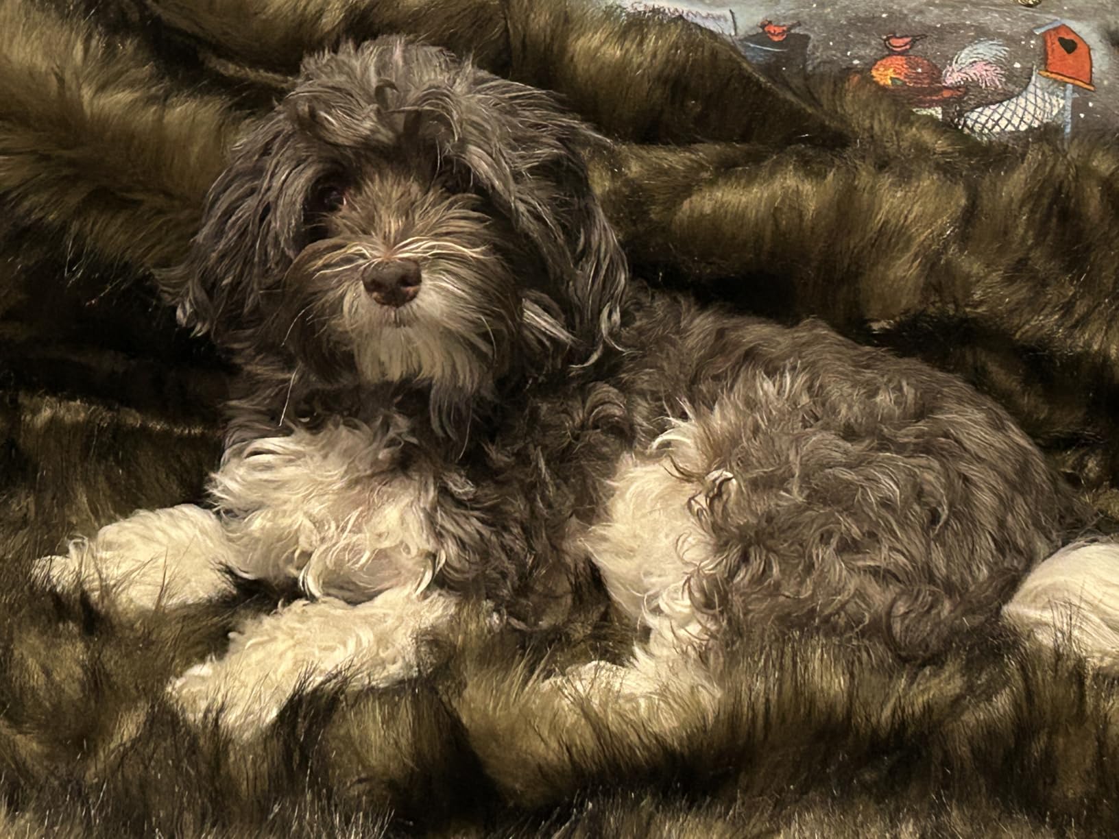Luxury Plush Faux Fur Throw Blanket, Long Pile Brown with Black Tipped Blanket, Super Warm, Fuzzy, Elegant, Fluffy Decoration Blanket Scarf for Sofa, Armchair, Couch and Bed, 50''x 60'' customer photo 2