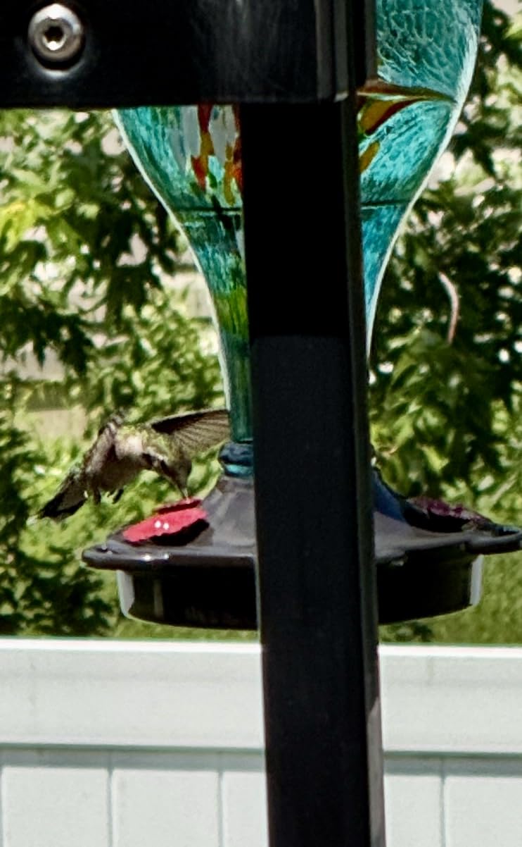 LUJII Hummingbird Feeder, Hand Blown Glass Hummingbird Feeder, Never Fade, 36 Fluid Ounces, 5 Feeding Metal Stations, Much Bigger, Garden Backyard Decorative, Containing Ant Moat (Blue) customer photo 1