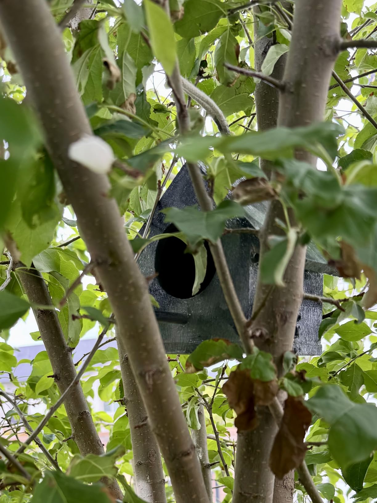 Tfwadmx Wooden Bird House, Pack of 2 Hanging Birdhouse for Outside, Wooden Nests Box Garden Patio DIY Decorative for Robin Budgie Swallow Little Sparrow Finch Throstle or Medium Size Birds customer photo 2
